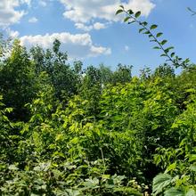 Хід будівництва ЖК Home & Park Comfort House, 4 секція, липень 2021