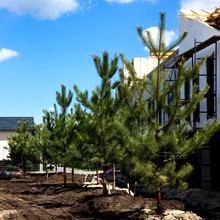 Ход строительства Таунхаусы 4 Lines, 0, май 2025