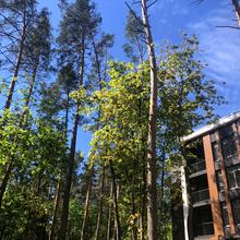 Ход строительства ЖК Forest Park, 0, май 2026