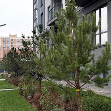 Ход строительства ЖК Park Residence, 0, июнь 2026