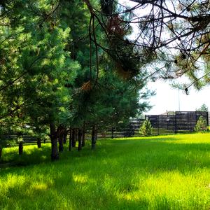 152а дорослі сосни