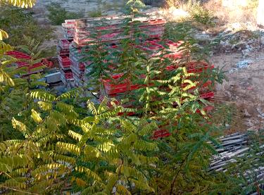 Статус строительства Doma Trabotti Дом 4