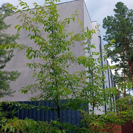 Хід будівництва ЖК Сосновий, 1 будинок, червень 2026