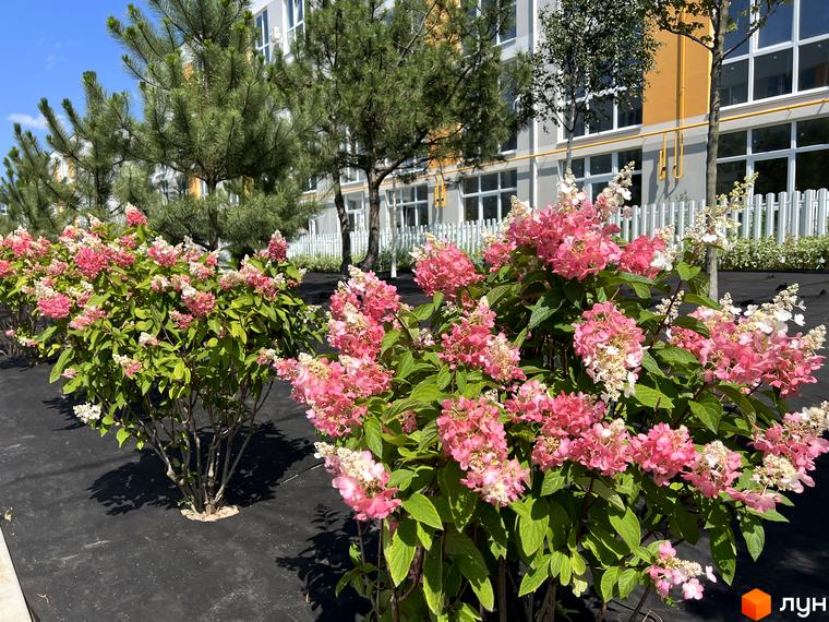 Житловий комплекс Sanville Park з квітучими кущами рожевої гортензії на фоні багатоповерхових будинків та дерев.