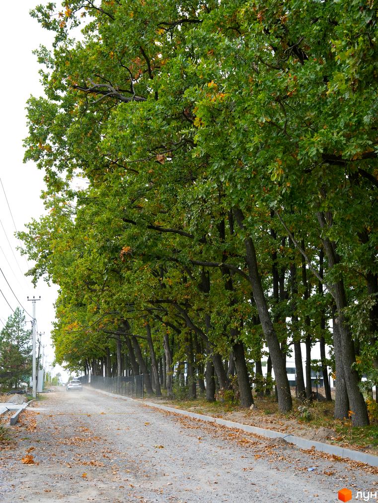Дорога біля лісу в TARASIVKA FORREST