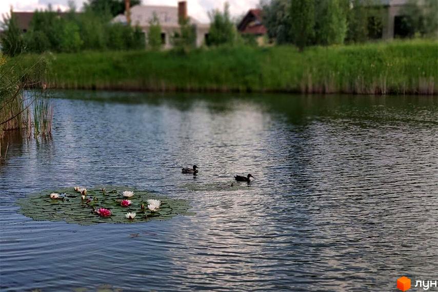 Вид на водойму з качками та лататтям на території Котеджного містечка Северинівка. На задньому плані видно зелень та будинки.