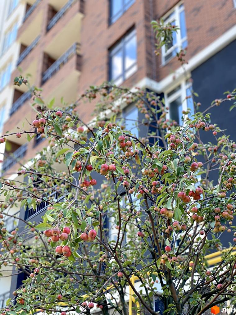 Житловий комплекс Синергія Сіті з фасадами з цегли та балконами, на тлі дерева з плодами.