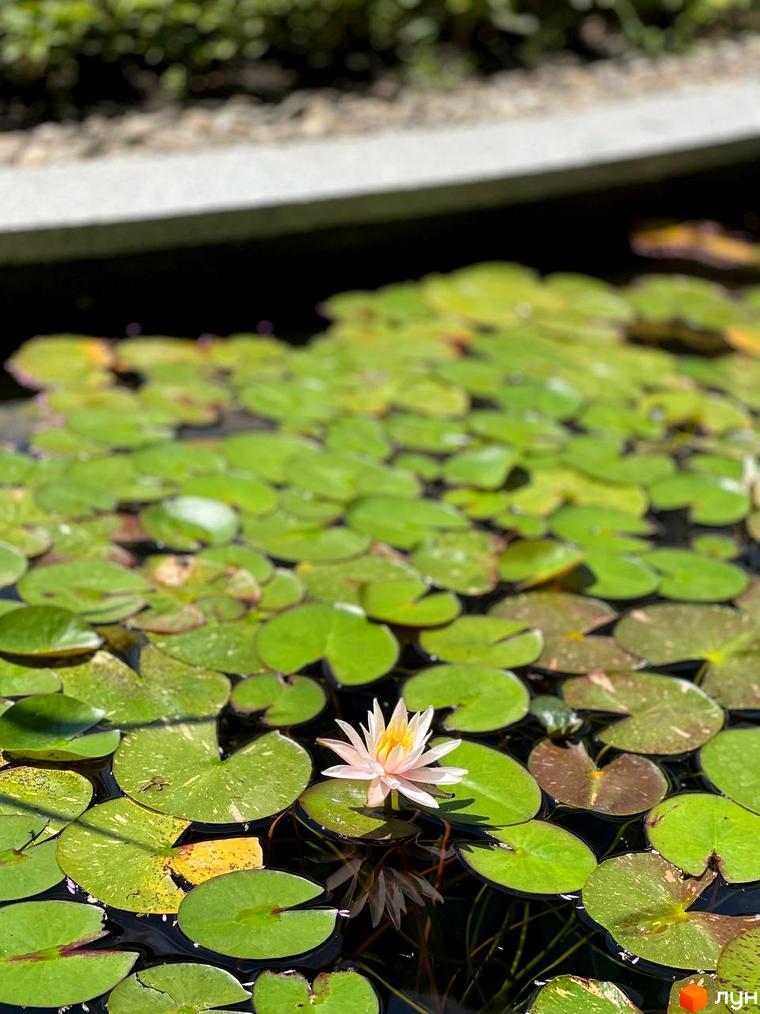 Пруд з численними зеленими лататтями та ніжно-рожевою квіткою на території Житлового комплексу Respublika.