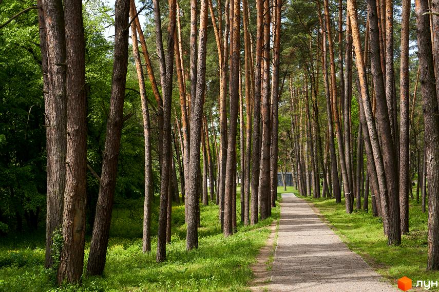 Алея з високих сосен веде до ЖК O2 Residence. Зелена територія навколо новобудови з травою та деревами.