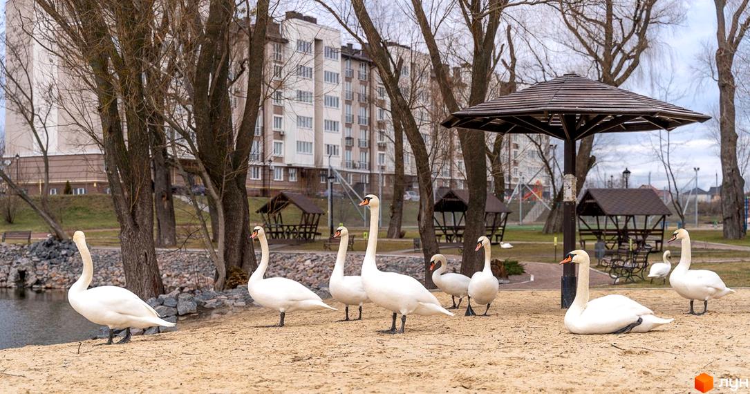 Багатоповерхові будинки Житлового комплексу Озерний Гай у Гатне з білими лебедями на піщаному березі біля озерної зони.
