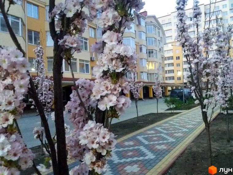 Житловий комплекс Київський маєток з квітучими деревами та доріжкою з бруківки. Красива прибудинкова територія.