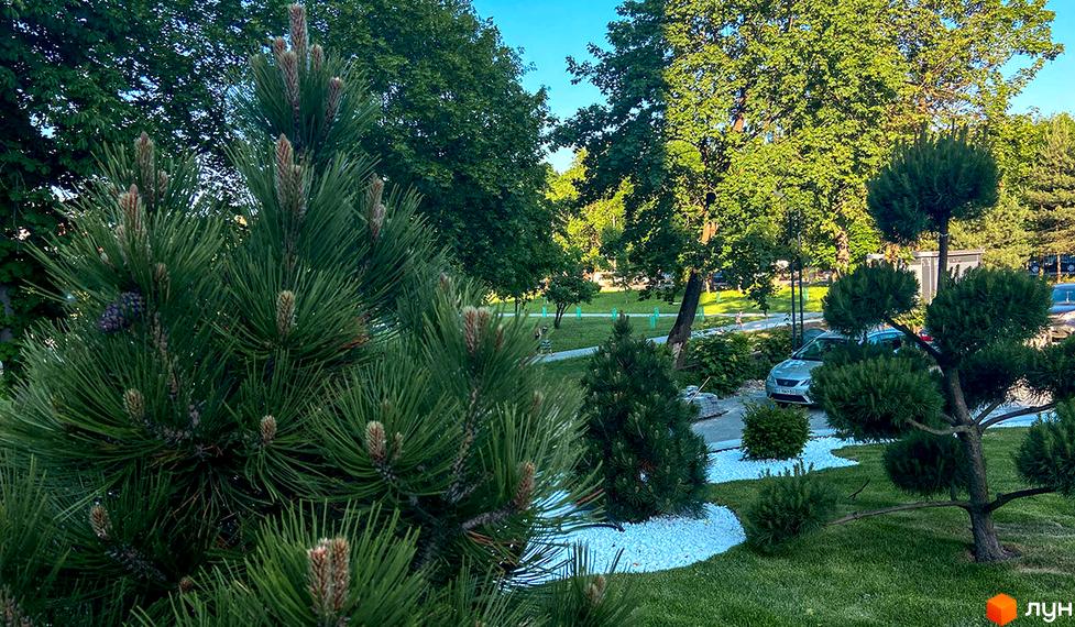 Зображення прибудинкової території Житлового комплексу Parus з хвойними деревами та ландшафтним дизайном. Вид на зелений двір та парковку.