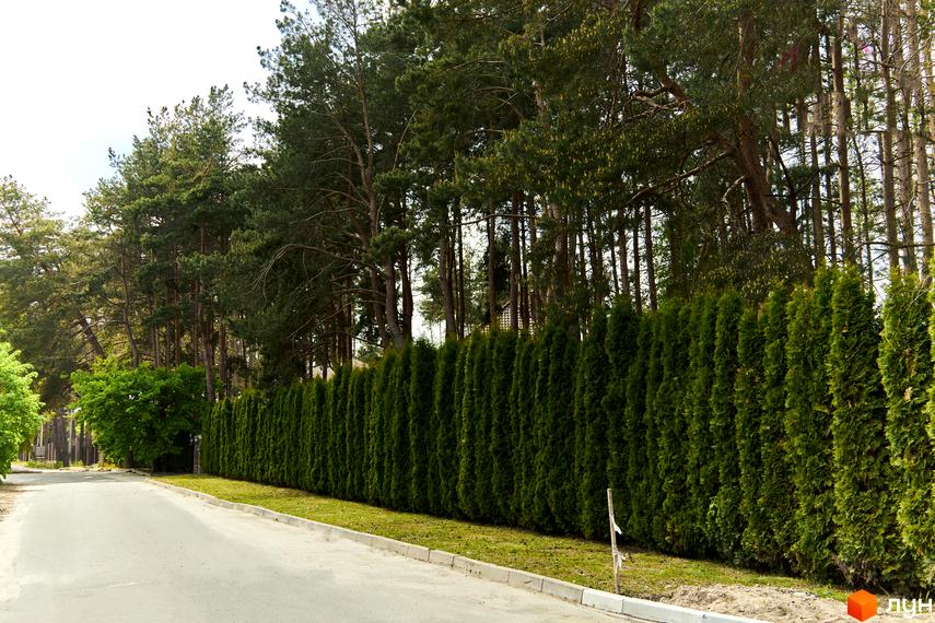 Зелений паркан з туй вздовж дороги у Котеджному містечку Квітка Полонини, дерева на задньому плані.
