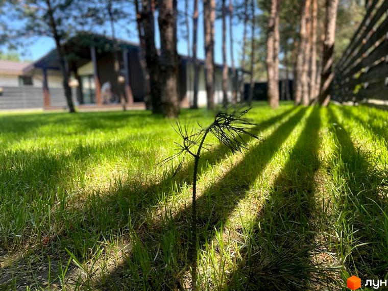 Котеджне містечко КМ Ялинкове. Зелена галявина з молодим деревцем та тінями від дерев, що падають на траву. На задньому плані видно частину будинку та паркан.