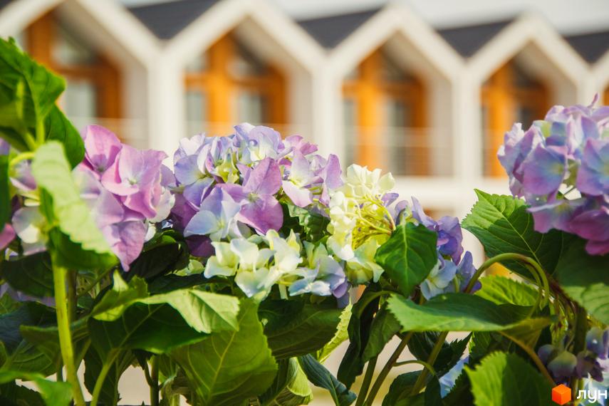 Квітучі гортензії на фоні Котеджного містечка Prydesennya Eco Village. Будинки з темними дахами та світлими стінами.
