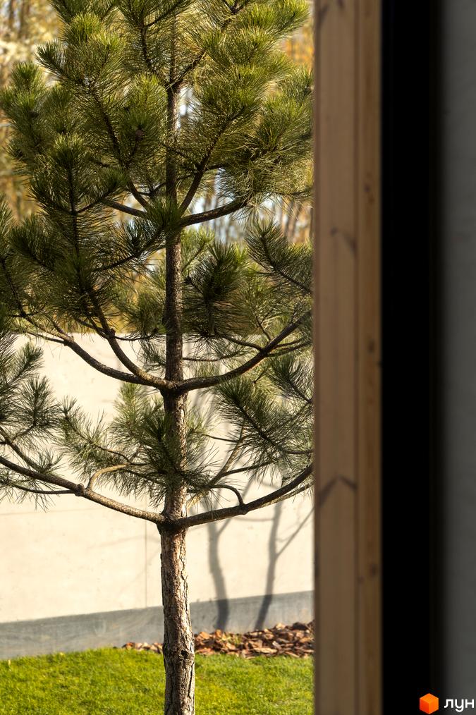 Зелена сосна біля будинку на вулиці Піщаній, 25а, 25б. Навколо будинку доглянута прибудинкова територія з газоном та мульчею.