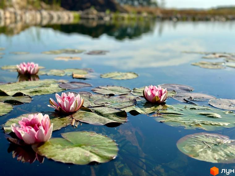Водойма з рожевими водяними ліліями на території Котеджного містечка Gardd House Eco Village. Спокійний природний ландшафт.