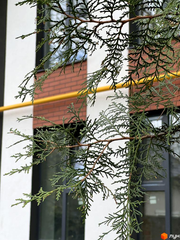 Зелені гілки туї на фоні фасаду будинку з цегляними вставками та жовтою трубою. Зовнішній вигляд новобудови Житловий комплекс Буковинська 20А.